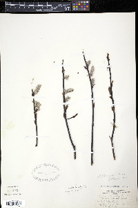 Salix planifolia image