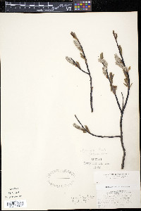 Salix planifolia image