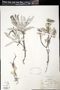 Salix candida image