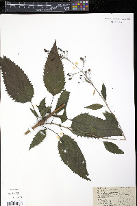 Scrophularia marilandica image