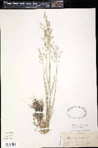 Poa nemoralis image