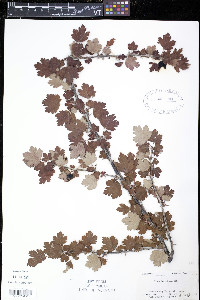 Ribes hirtellum image