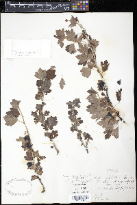 Ribes hirtellum image