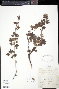 Ribes hirtellum image