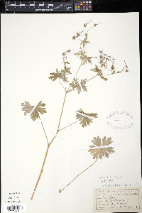 Geranium bicknellii image