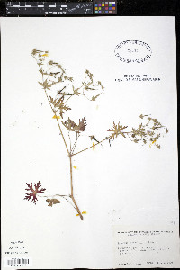 Geranium bicknellii image