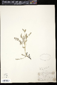 Corydalis aurea image