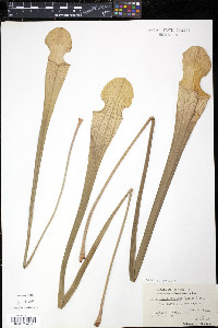 Sarracenia x areolata image