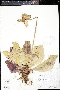 Sarracenia purpurea image