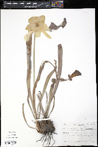 Sarracenia minor image