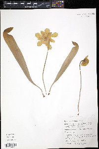 Sarracenia minor image