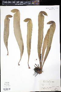 Sarracenia minor image