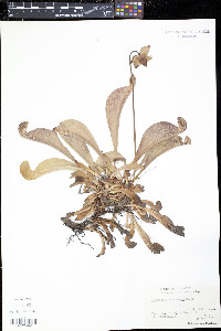 Sarracenia psittacina image