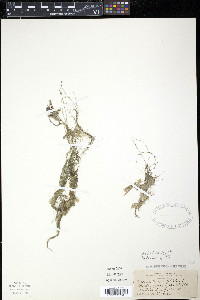 Utricularia gibba image