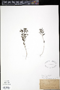 Trichostema dichotomum image