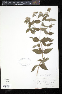 Pycnanthemum muticum image