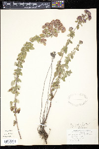 Origanum vulgare image