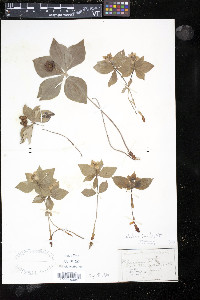 Cornus canadensis image