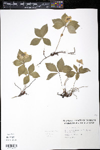 Cornus canadensis image