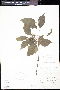 Cornus sericea subsp. sericea image