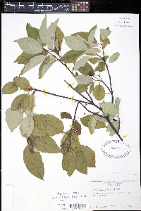 Cornus sericea subsp. sericea image