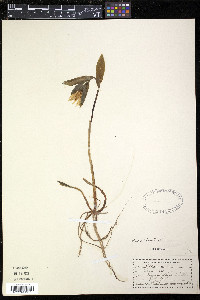 Uvularia grandiflora image