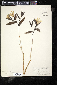 Uvularia grandiflora image