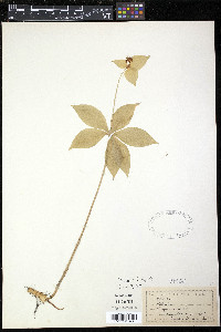 Medeola virginiana image