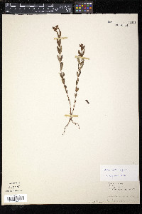 Hypericum majus image