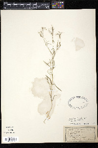 Stellaria graminea image