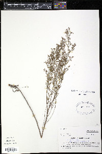 Lechea intermedia image