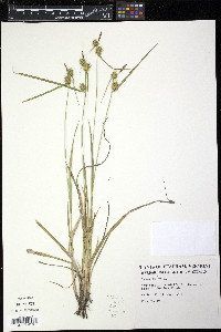 Carex flava image