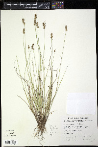 Carex angustior image