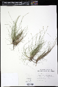 Carex eburnea image