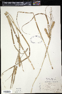 Carex rostrata image