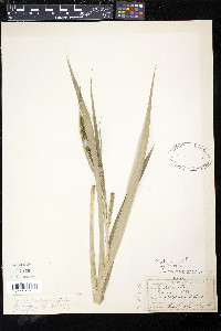 Carex scabrata image