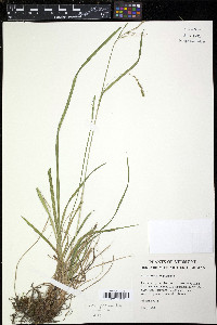 Carex prasina image