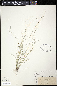 Carex radiata image