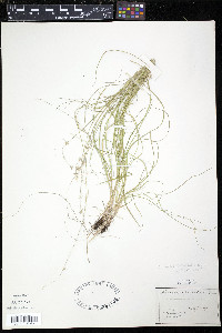 Carex radiata image