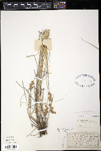 Carex projecta image