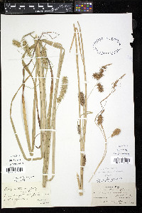 Carex retrorsa image