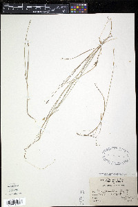 Carex pauciflora image