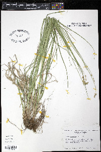 Carex normalis image