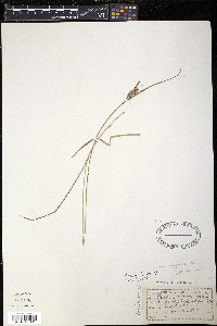 Carex pallescens image