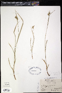 Carex pallescens image