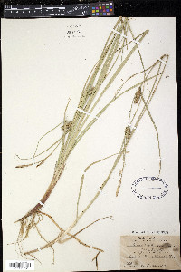 Carex houghtonii image