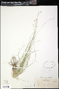 Carex echinata image