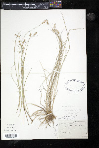 Carex echinata image