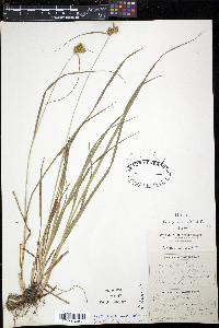 Carex flava image