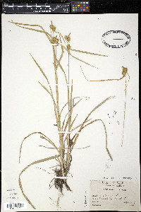 Carex flava image